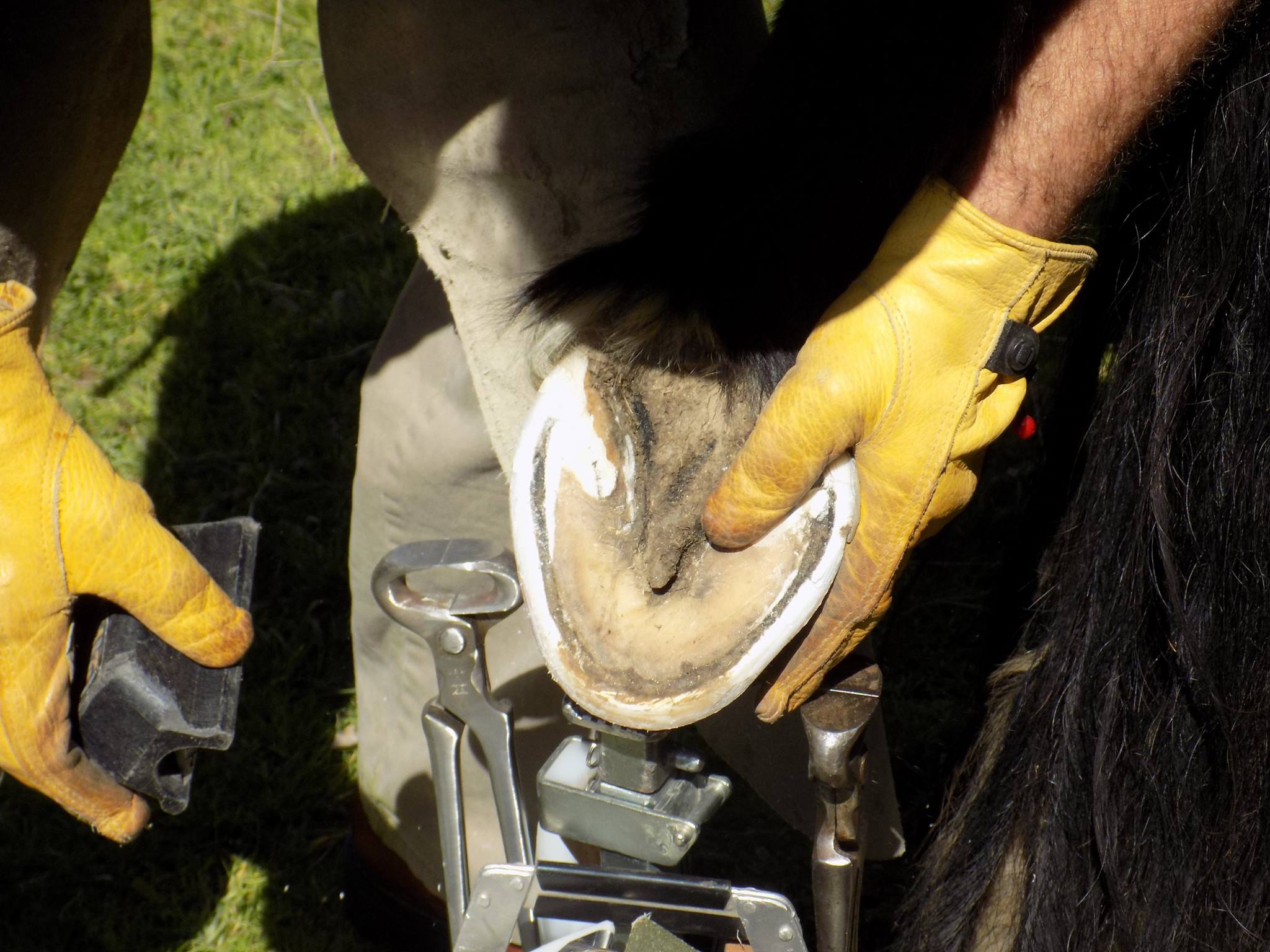 Paddock Paradise Track System - Natural Enrichment for Horses - The ...