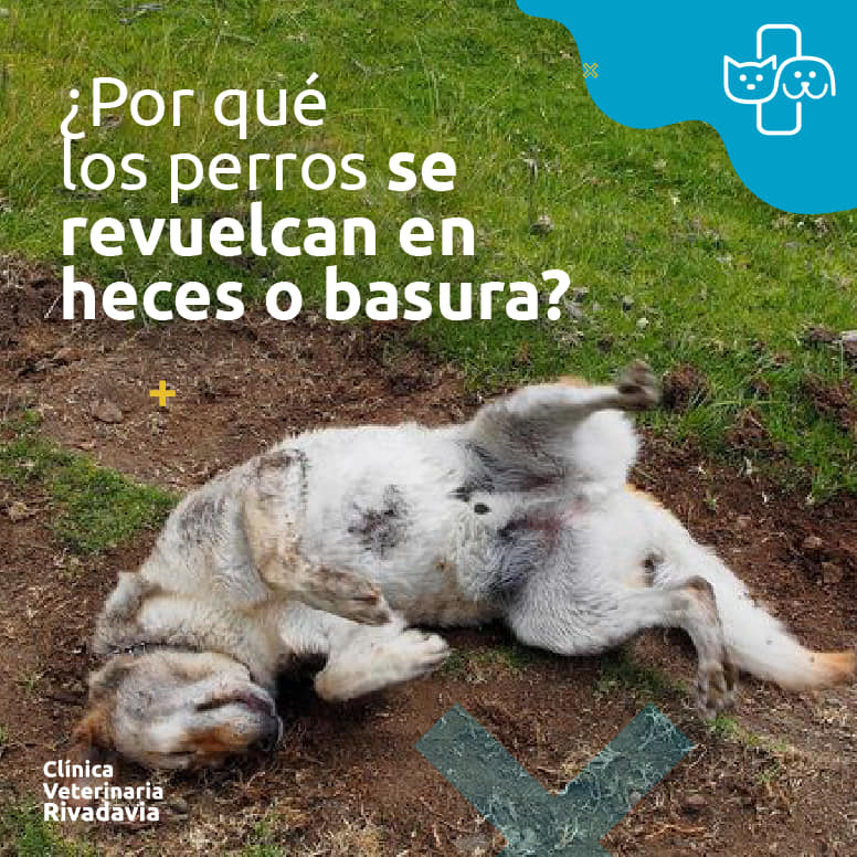 ¿Se preguntaron alguna vez... - Clínica Veterinaria Rivadavia