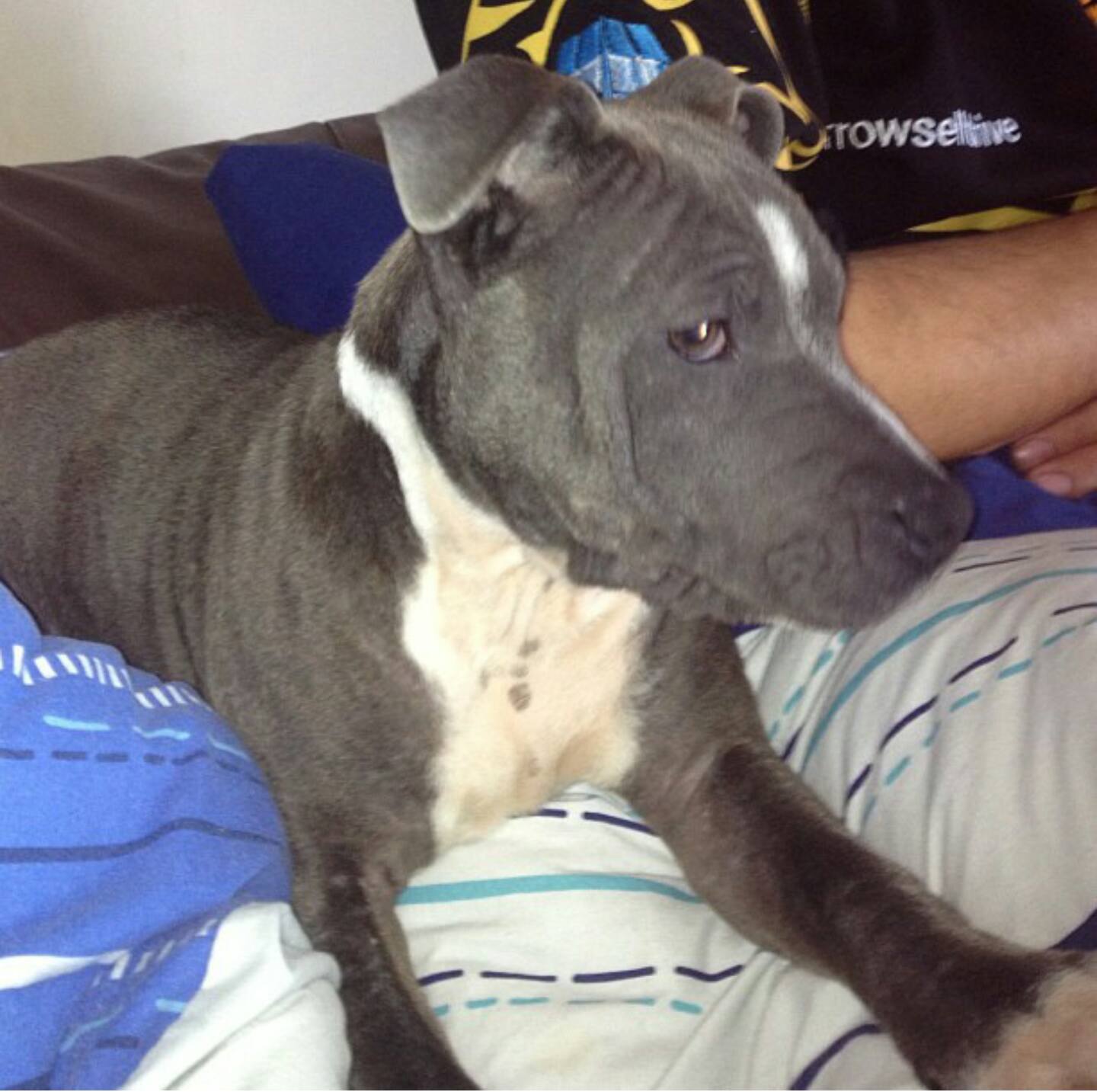 Sapphire was the runt of her... - Staffordshire Bull Terriers