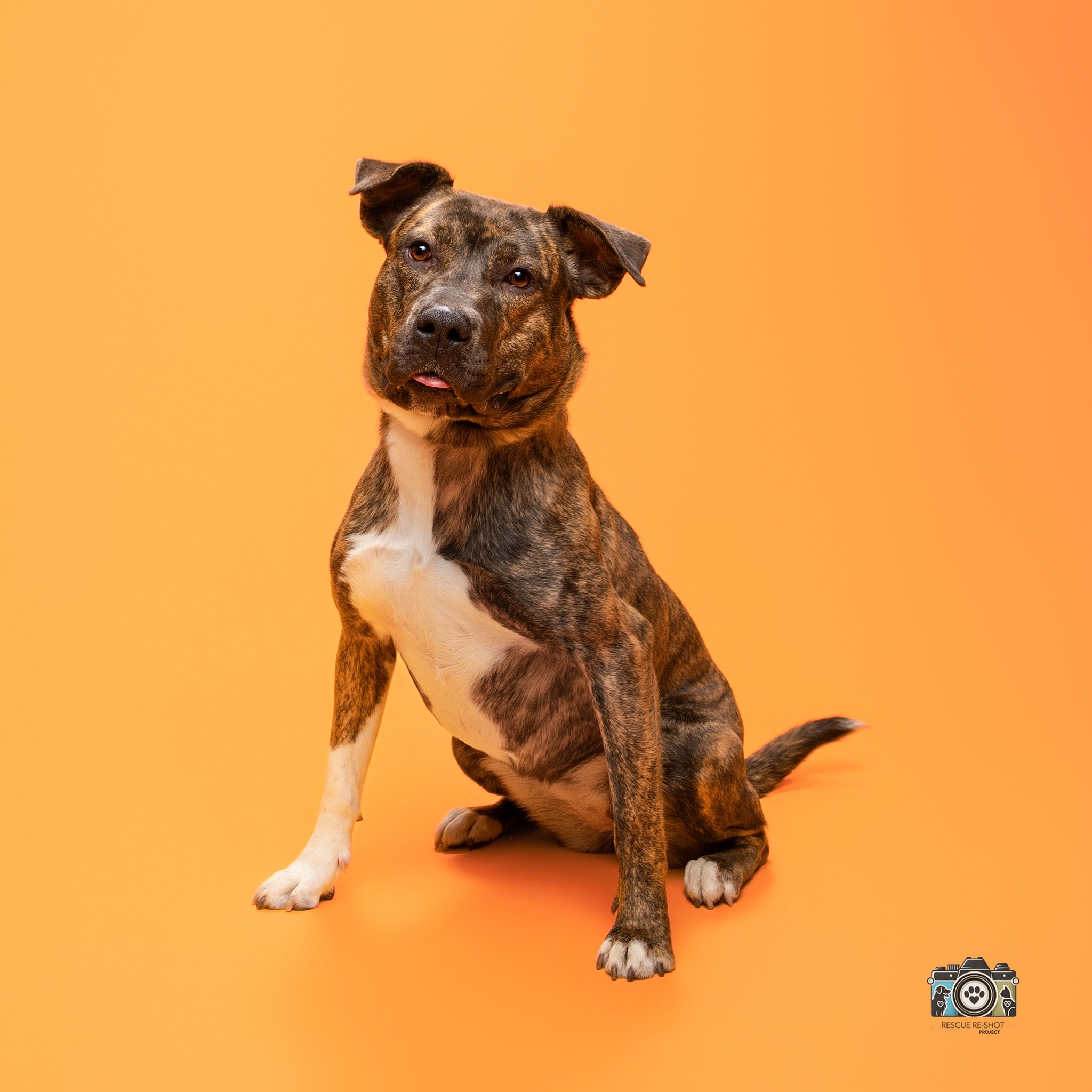 KTSM - Meet Samantha! 🐶💛 At just 2 years old, Samantha has