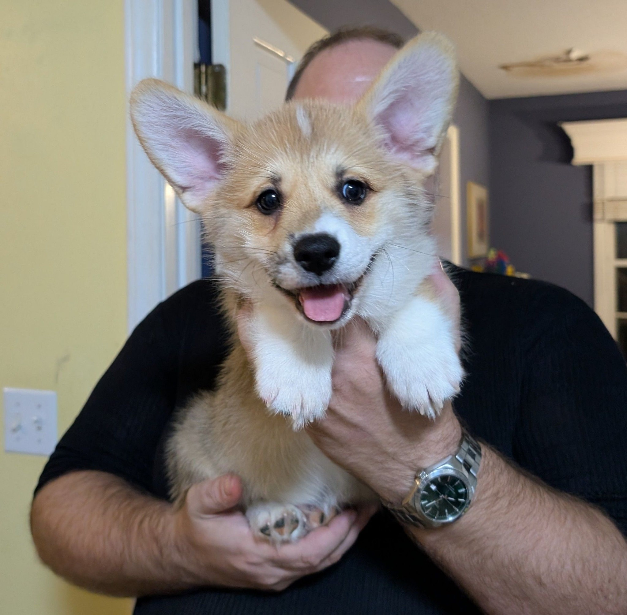 Listen, I think I have one of the laziest corgi puppies. Chris P. loves ...
