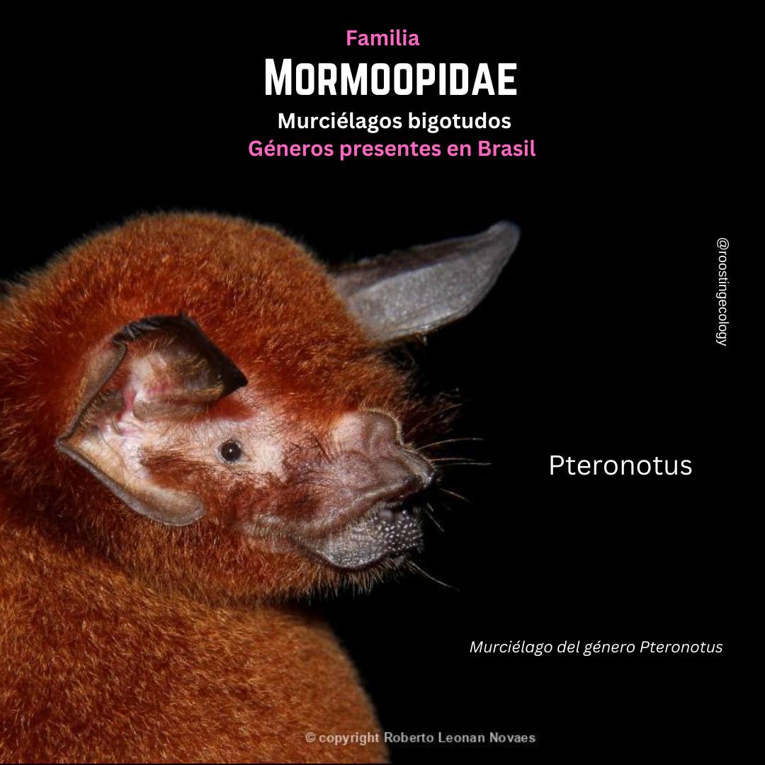 Roosting Ecology of Neotropical Bats