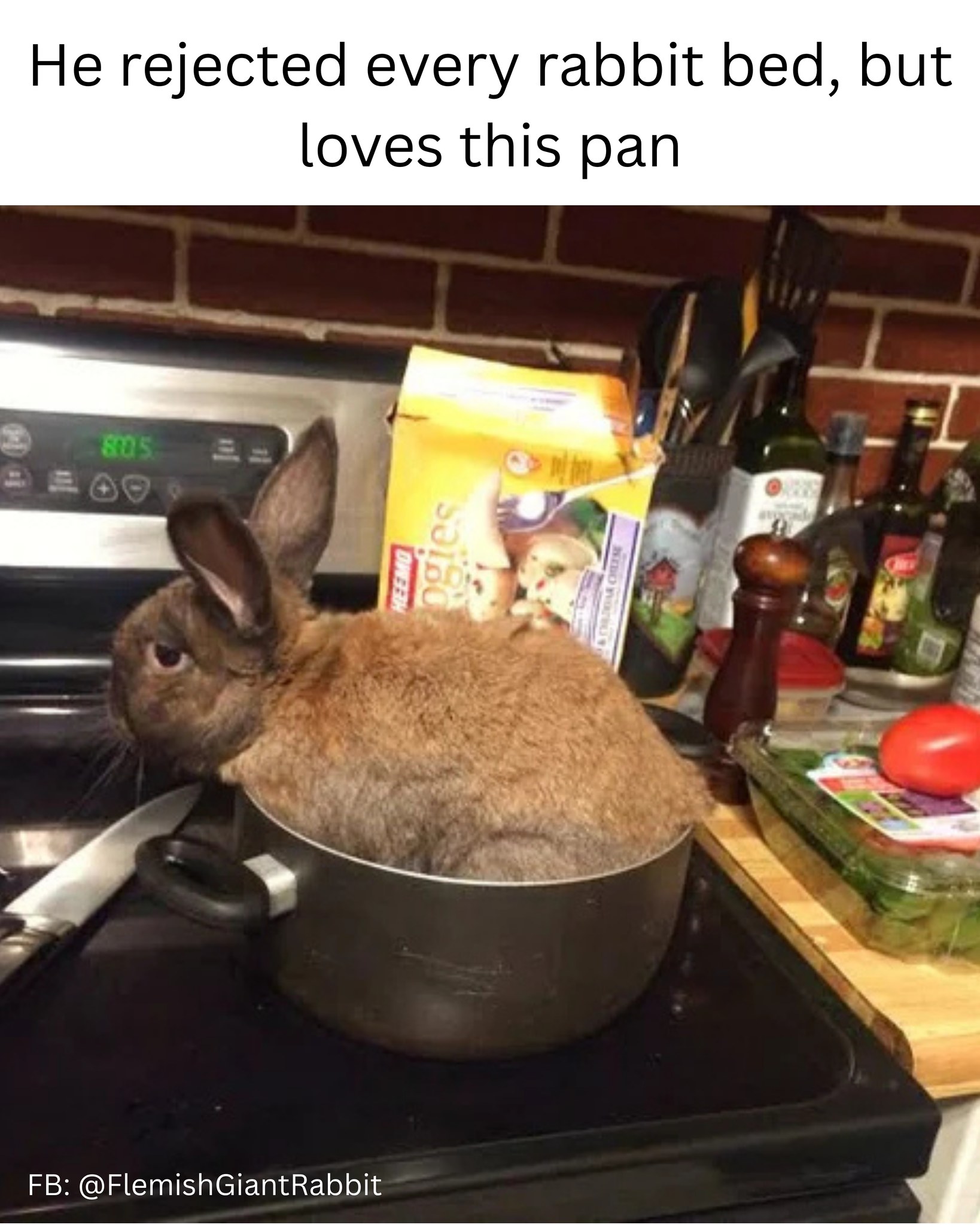 If he fits, he sits. Even if it’s…... - Flemish Giant Rabbit | Facebook