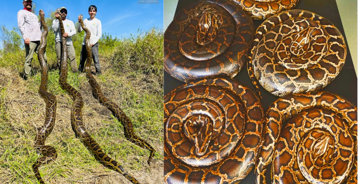 Chris - PYTHON PROGRESS. We have 6,300 fewer pounds of invasive pythons ...