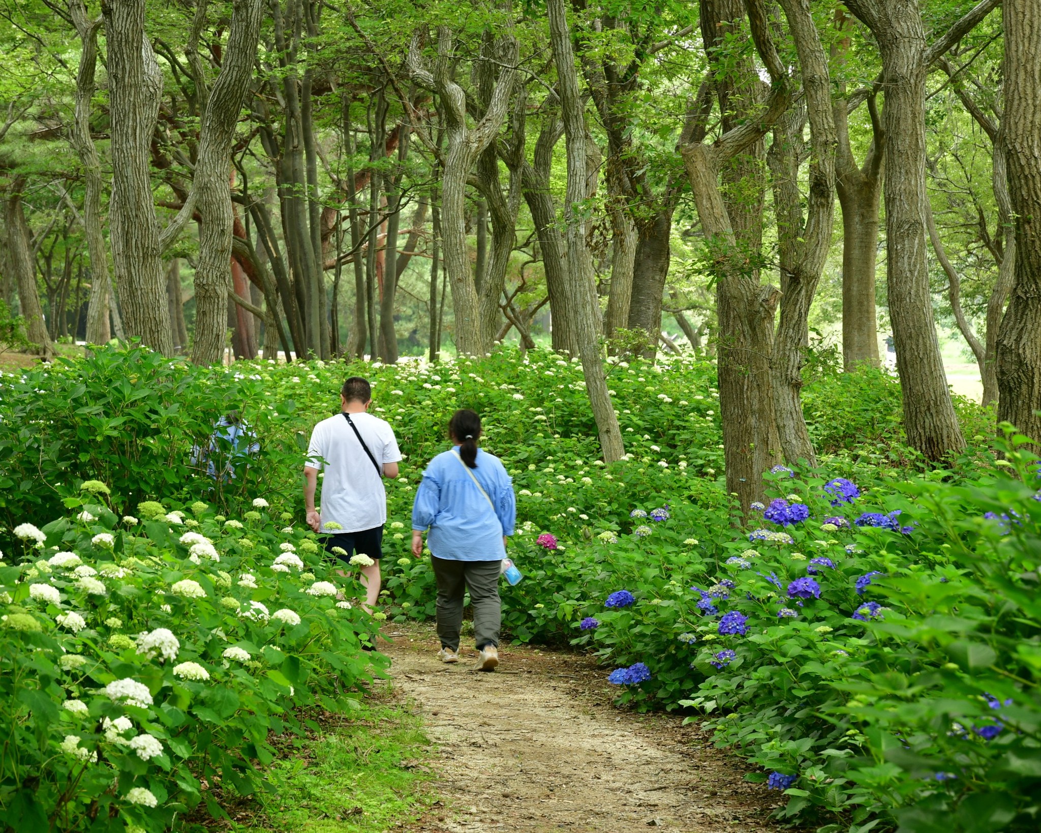 国営ひたち海浜公園 - 国営ひたち海浜公園 added a new photo.