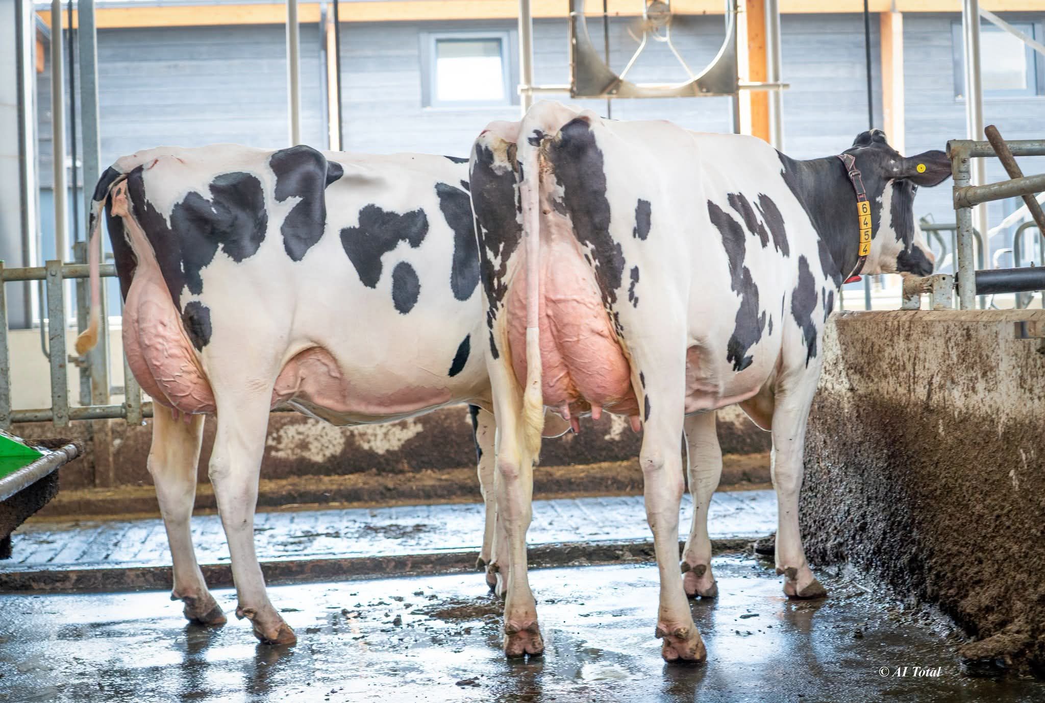 メイメイ Sandy-Valley EL GRANDE Holstein bull with high GTPI and HCC