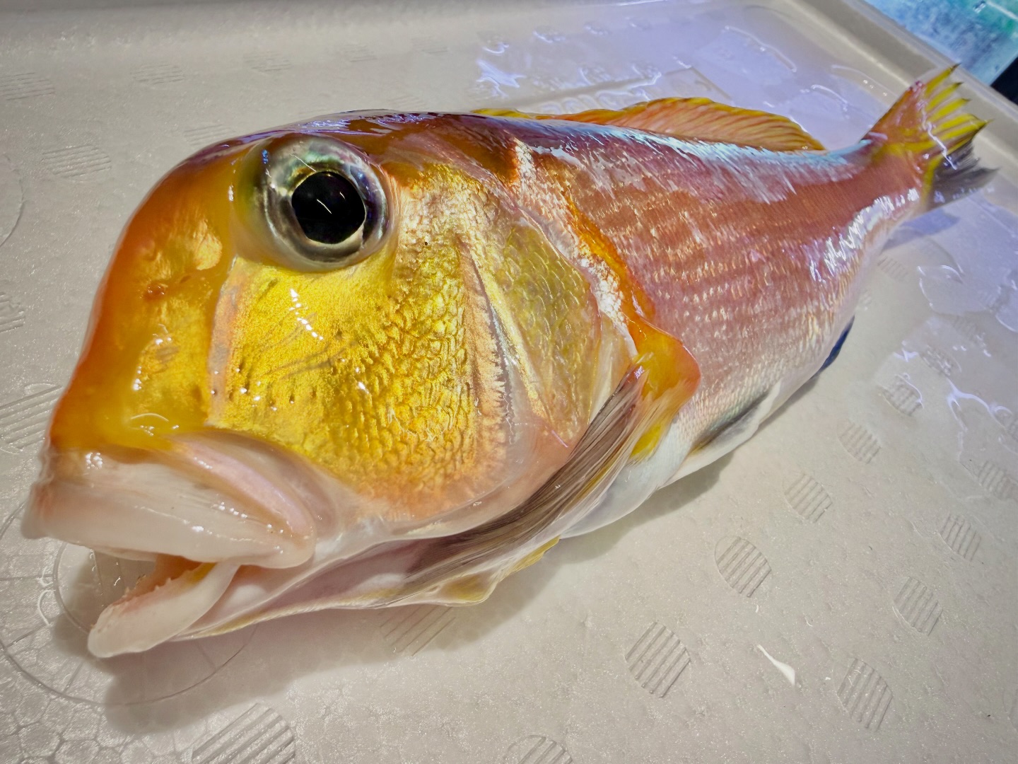 カワイイ✨ アマダイくん? 売約済みですが ?