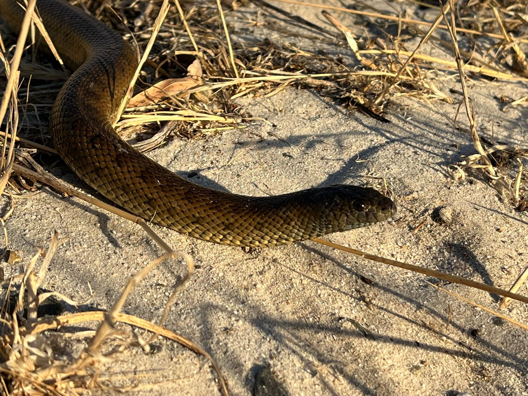 Fresh Look at Snake Relocation Cape Town