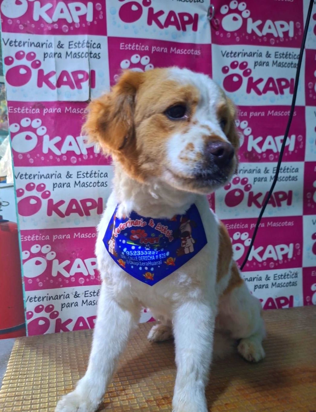 Okapi - ♥️Nuestro amiguito
