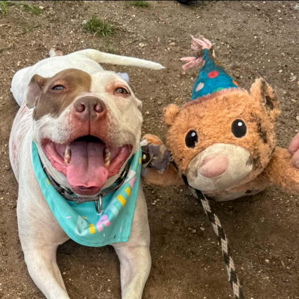 Mojo has been waiting 91 days since arriving at the shelter as a stray ...