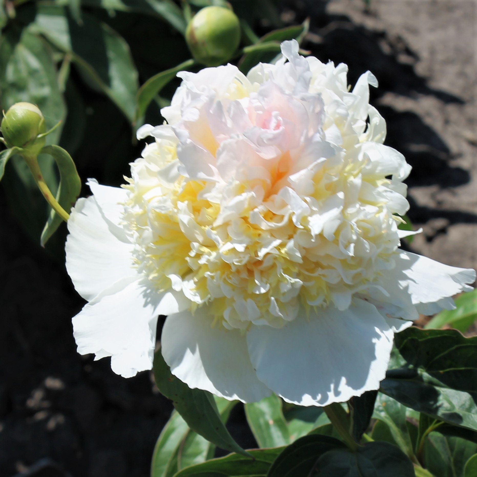 Top Brass Hollingsworth Peonies Facebook