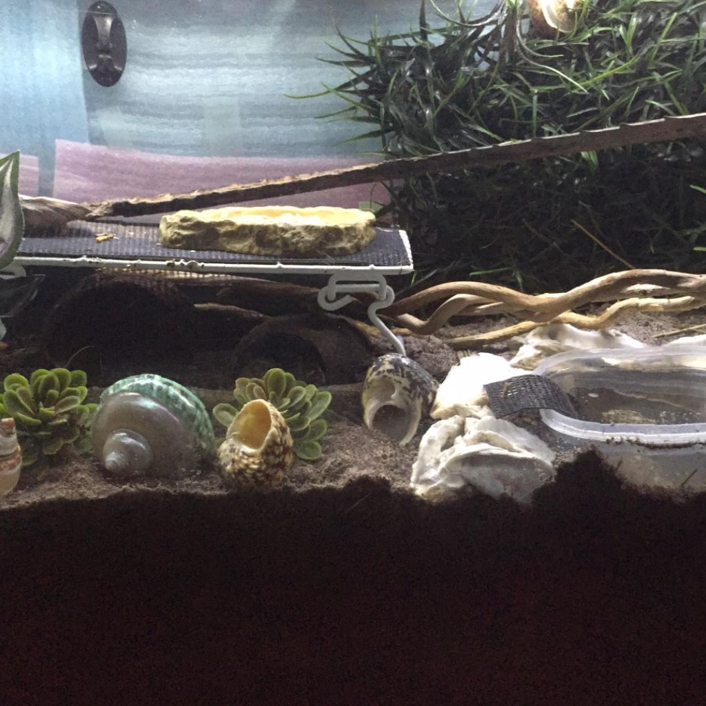 Hermit Crab Haven and Rescue | Lake City TN