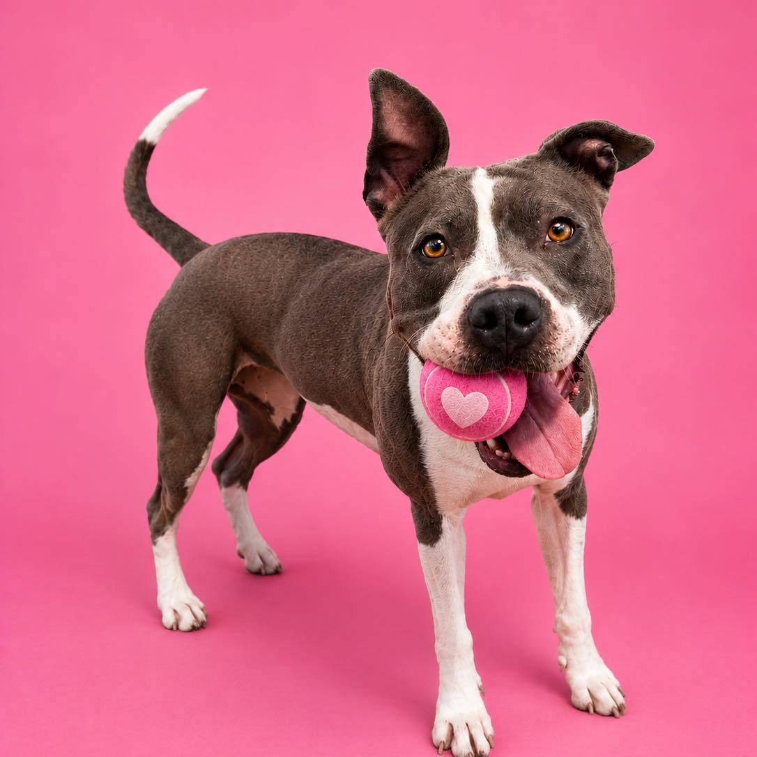 🎀🐾 PINK RIBBONS, COOL... - The Broome County Humane Society | Facebook
