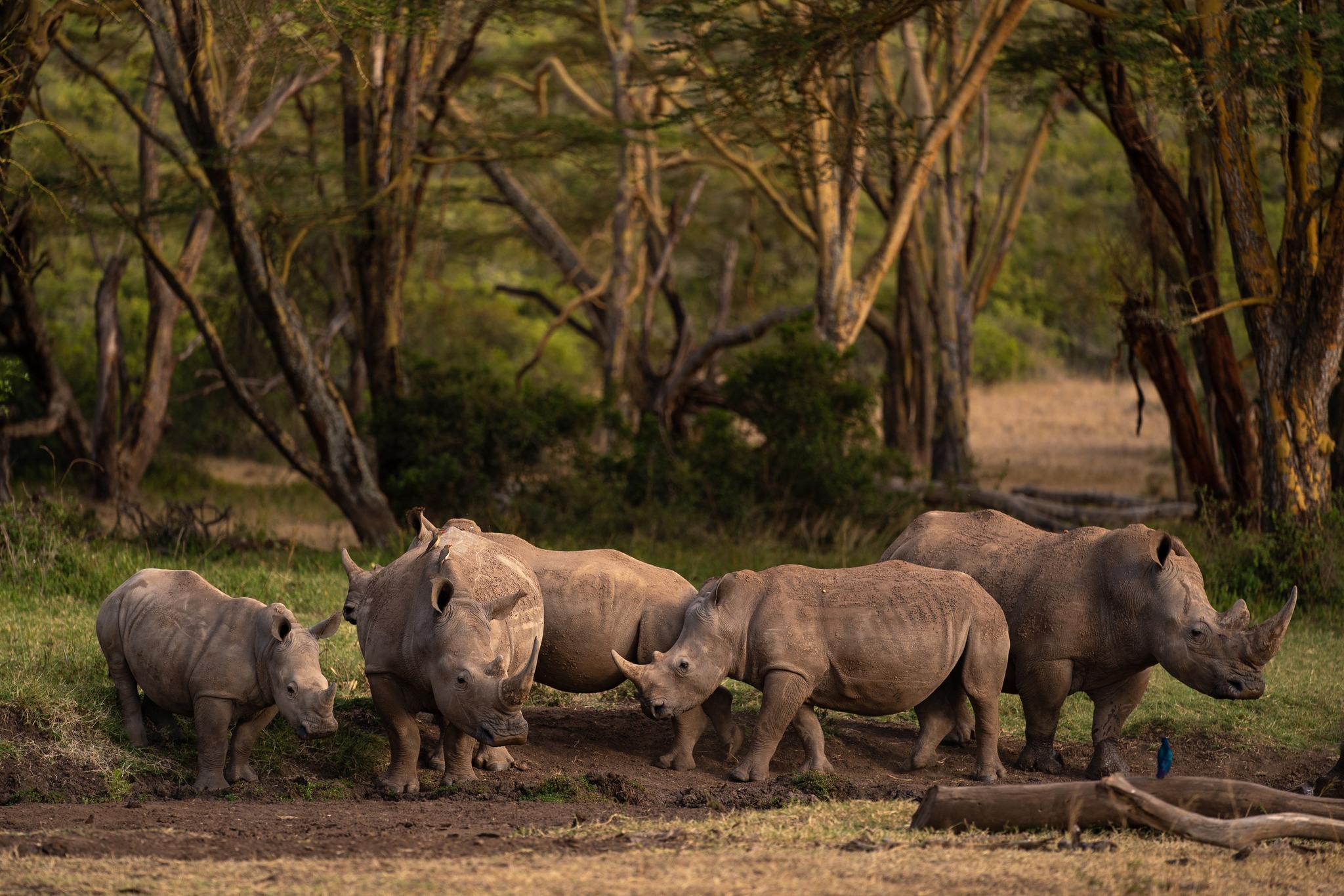 Solio - Solio Lodge isn’t just a destination, it’s part of a story of ...