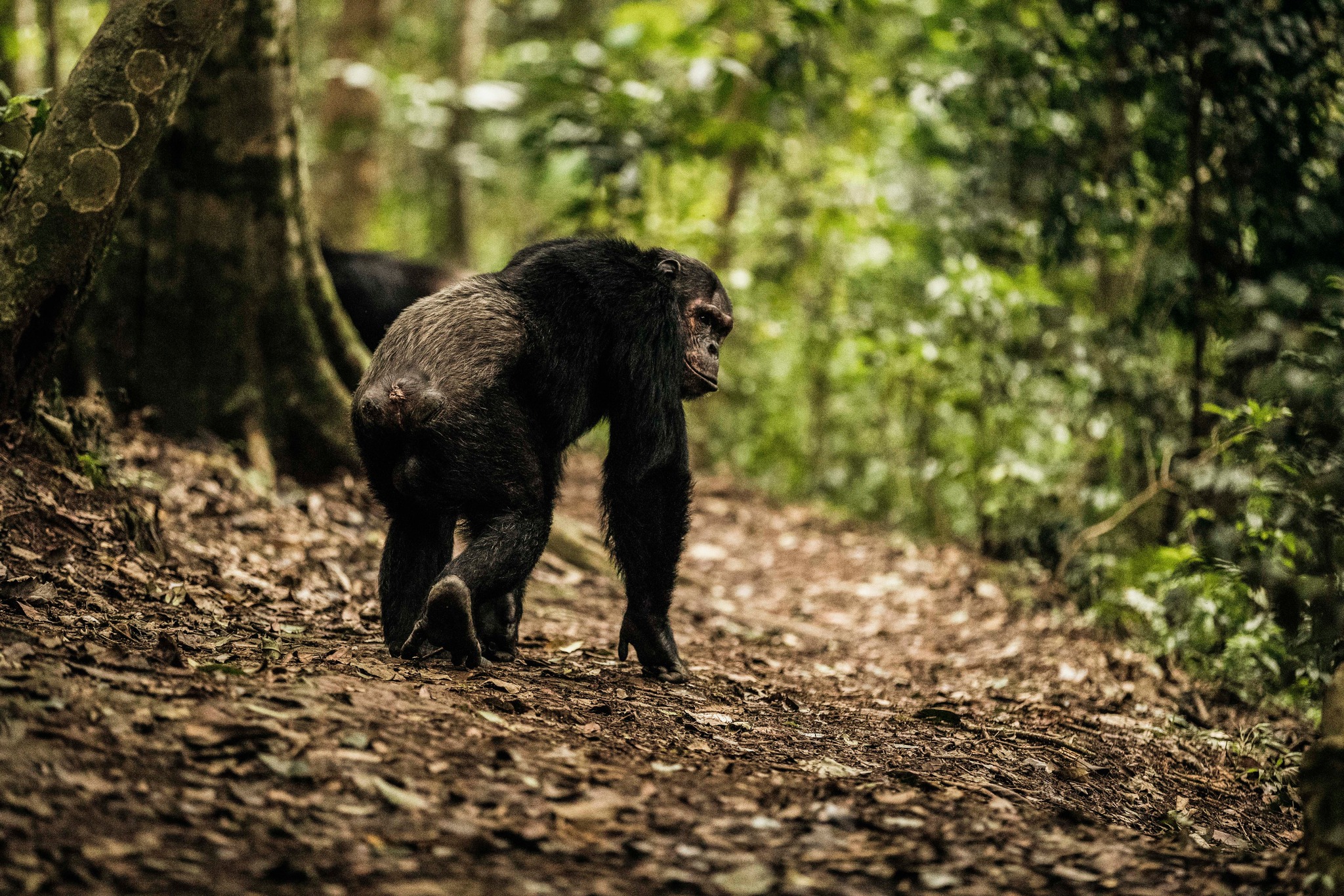 Inside - INTERESTING FACTS ABOUT REMARKABLE RWANDA The blue band ...