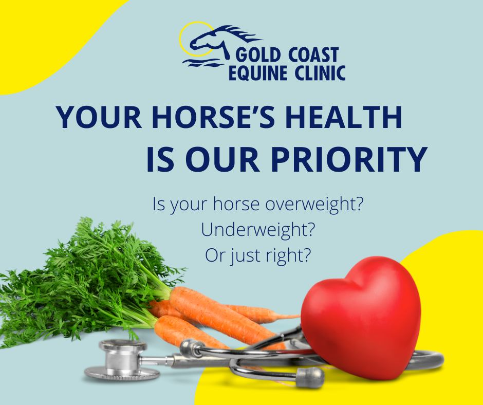 Gold - 📊 Body Condition Scoring in Horses – What’s Healthy and What’s ...