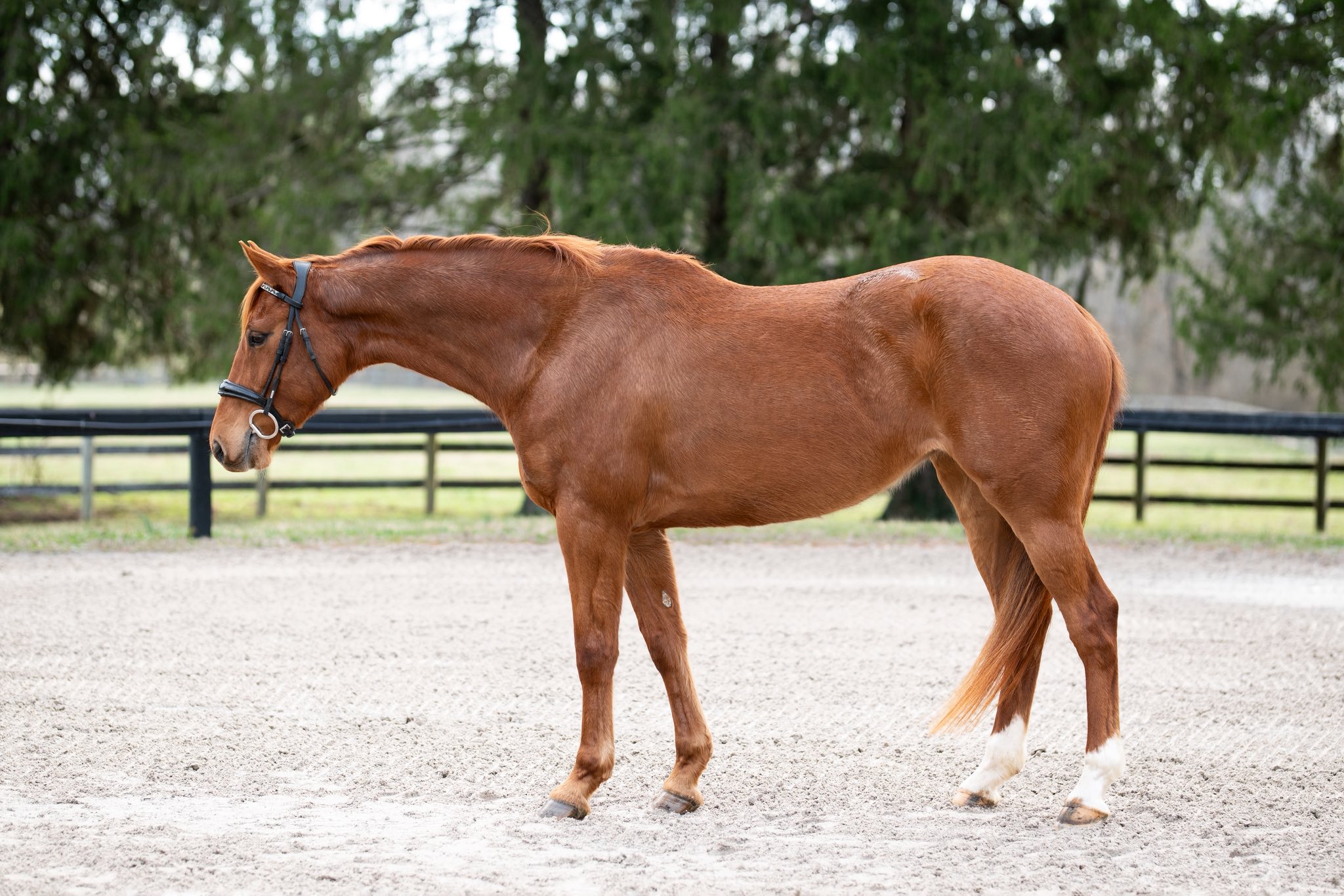 James' Little Gem, the only horse in the country by Gem Twist