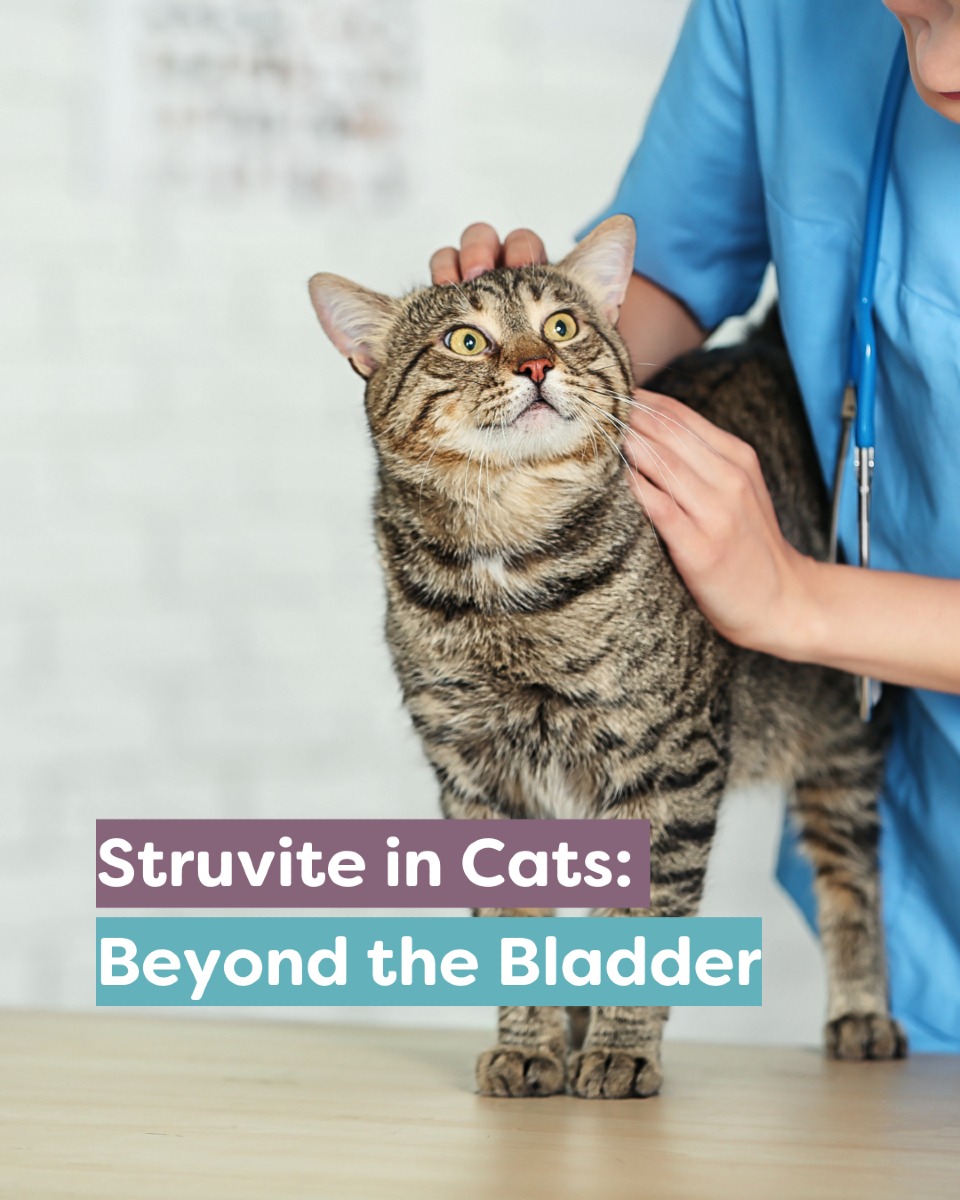 Image showcasing Purrform - Struvite crystals in cats aren’t just a “bladder problem ...
