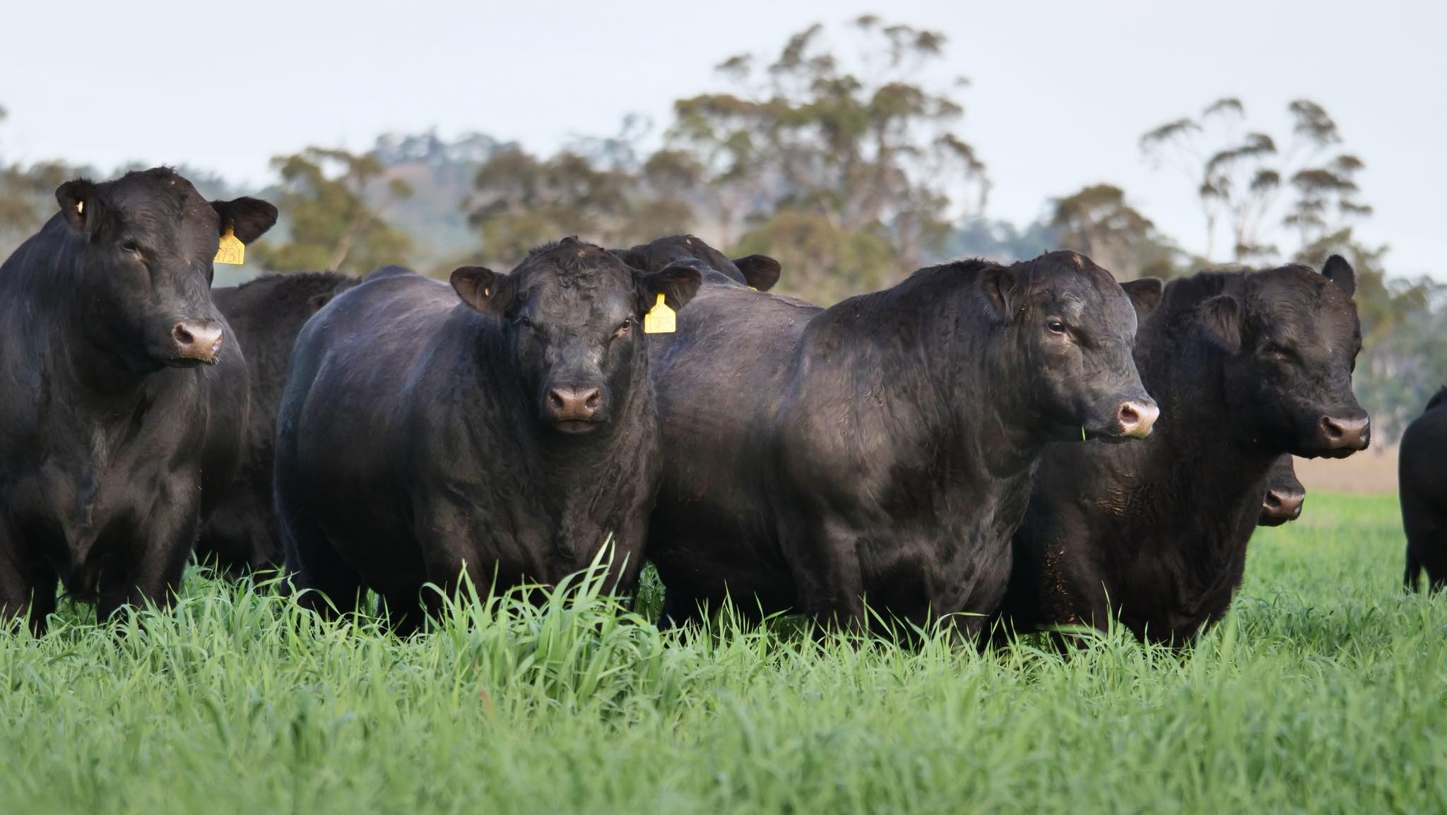 Off the Rails IS OUT for... - Tamworth Livestock Agents | Facebook