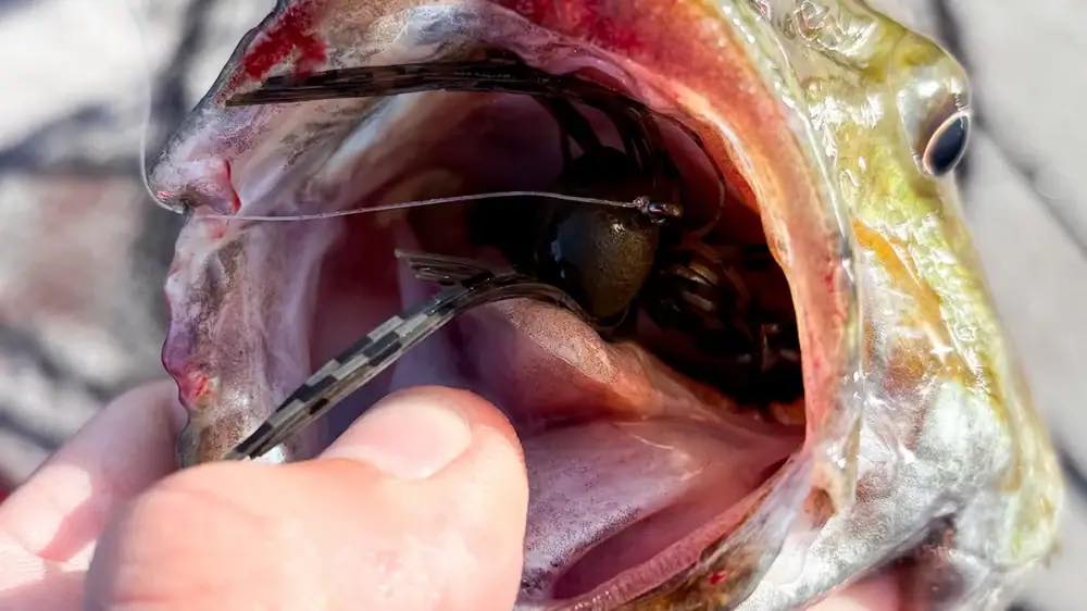 fish feding lure Tackle House Feed Popper 60g 150 mm Multicolor brilliant colors Best Summer Pond Fishing Baits
