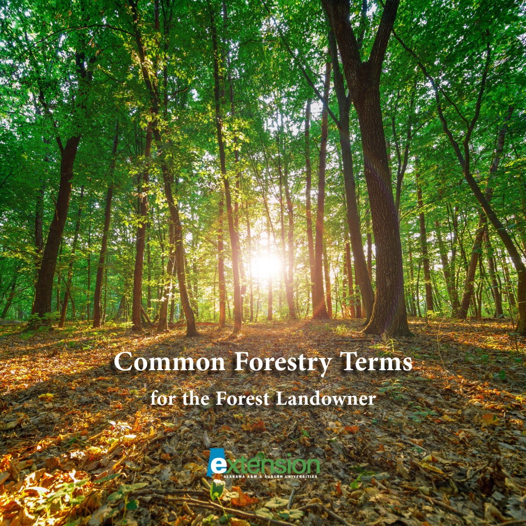 ACES - Understanding forestry terms is key to making informed decisions ...