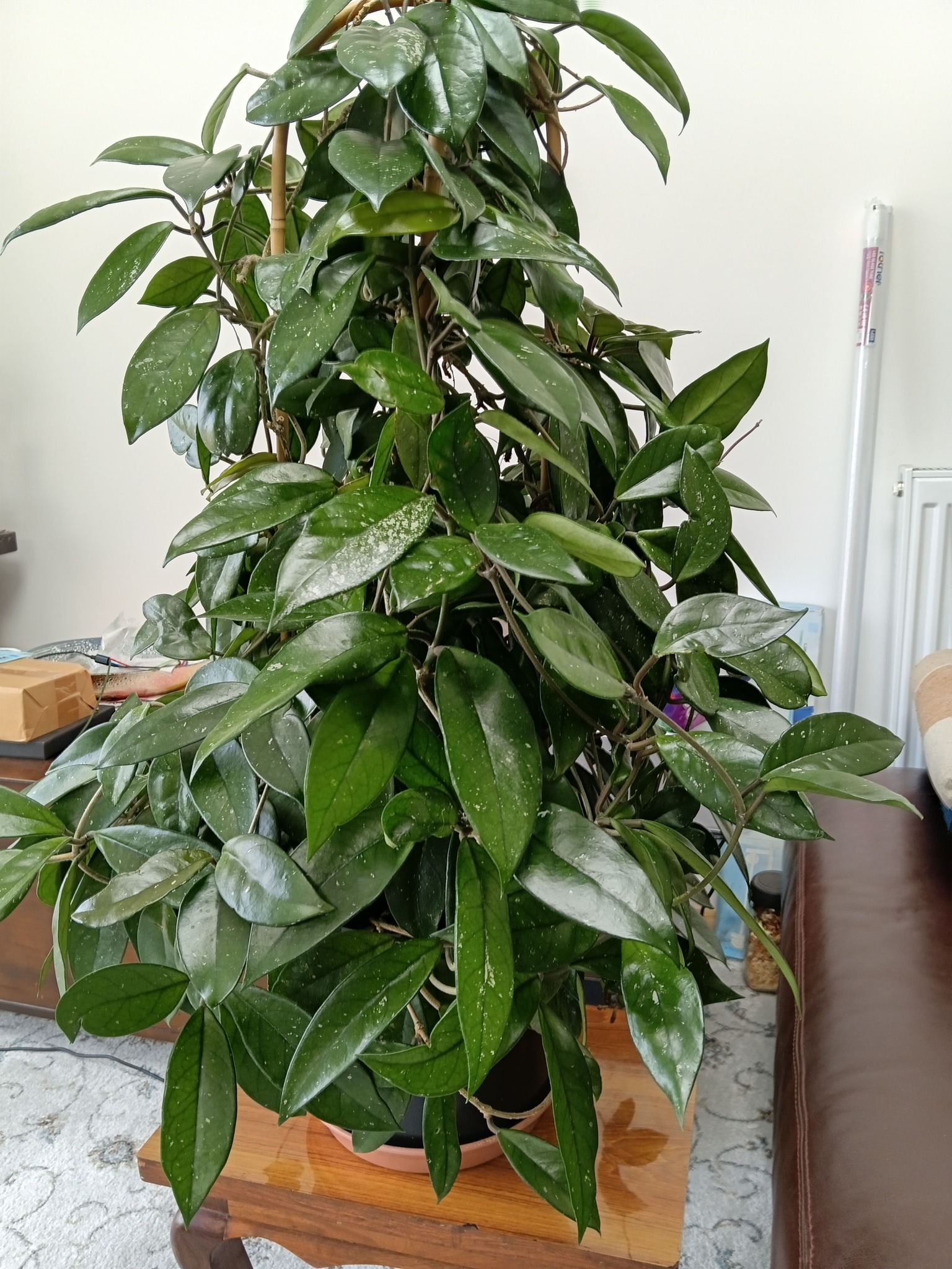 Hoya amicabilis silver アミカビリス シルバー ホヤ植物 シルバー