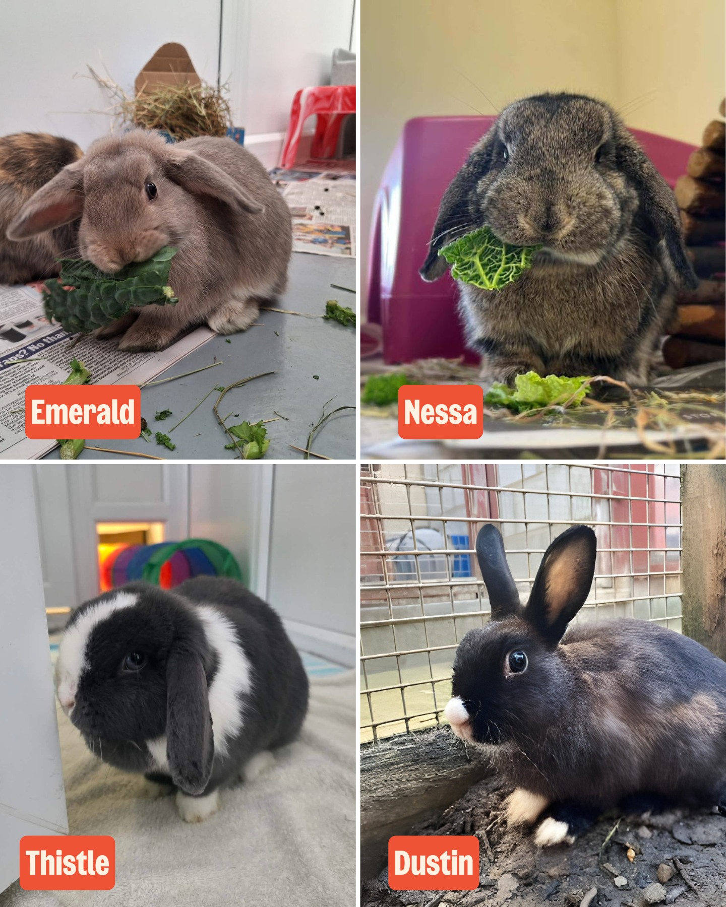 RSPCA - It's Adopt a Rescued Rabbit Month🐰 This February, we're ...