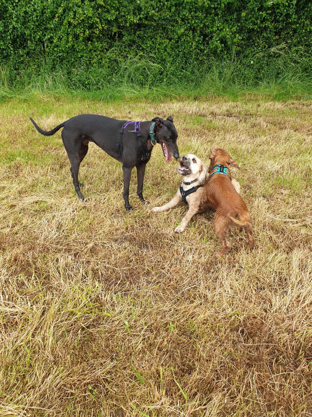 Ruff Ruff Walks - Smiler Luna Monty Lola Cody & Nettle ️🐾 | Facebook