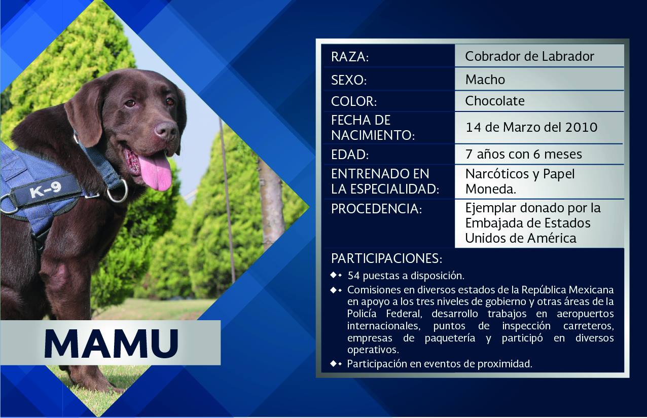 Policía - Mamu es un oficial canino de Policía Federal de México, raza ...
