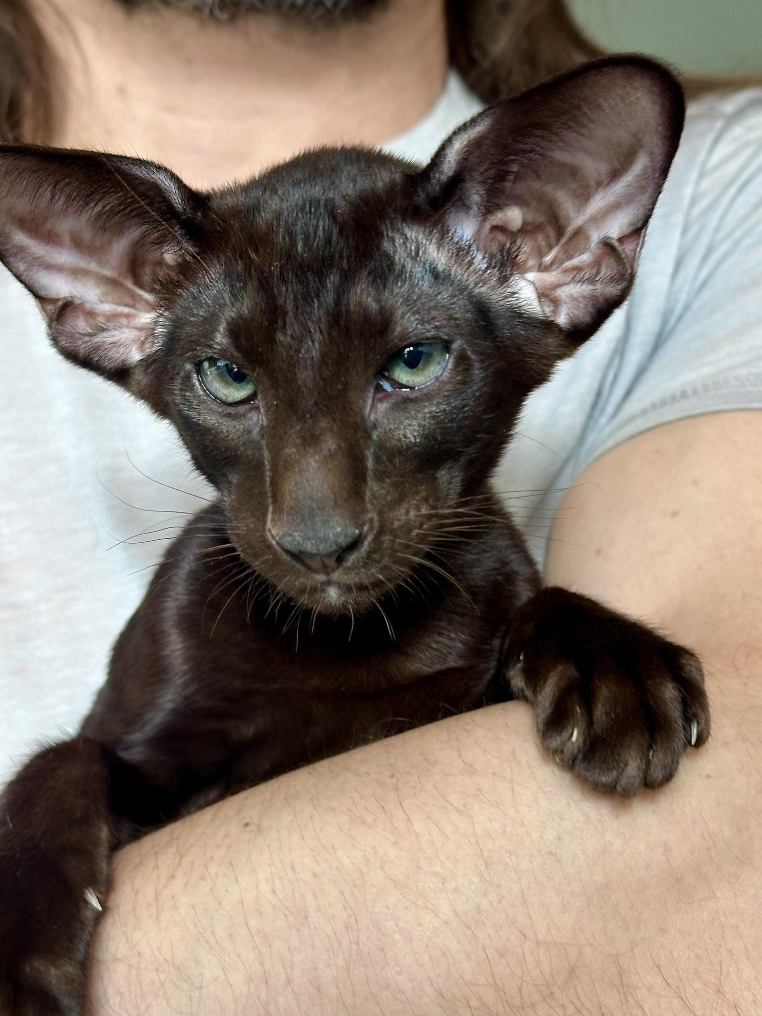 Oriental Cats of Mafiosi Cattery / Canada | Calgary AB