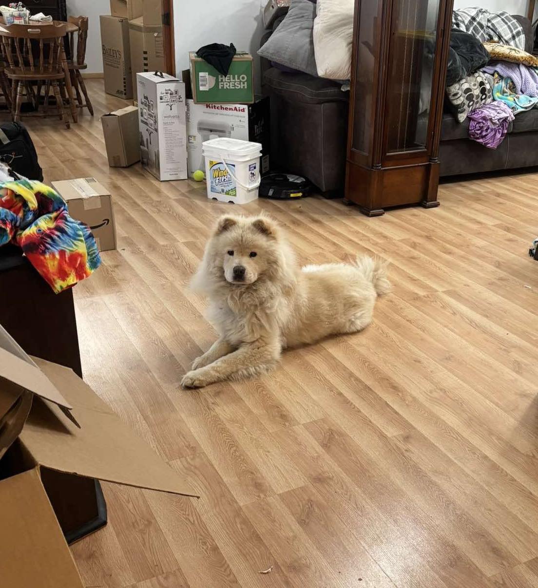 LOST DOG—- 83rd and Templeton Chow named Odin. KO