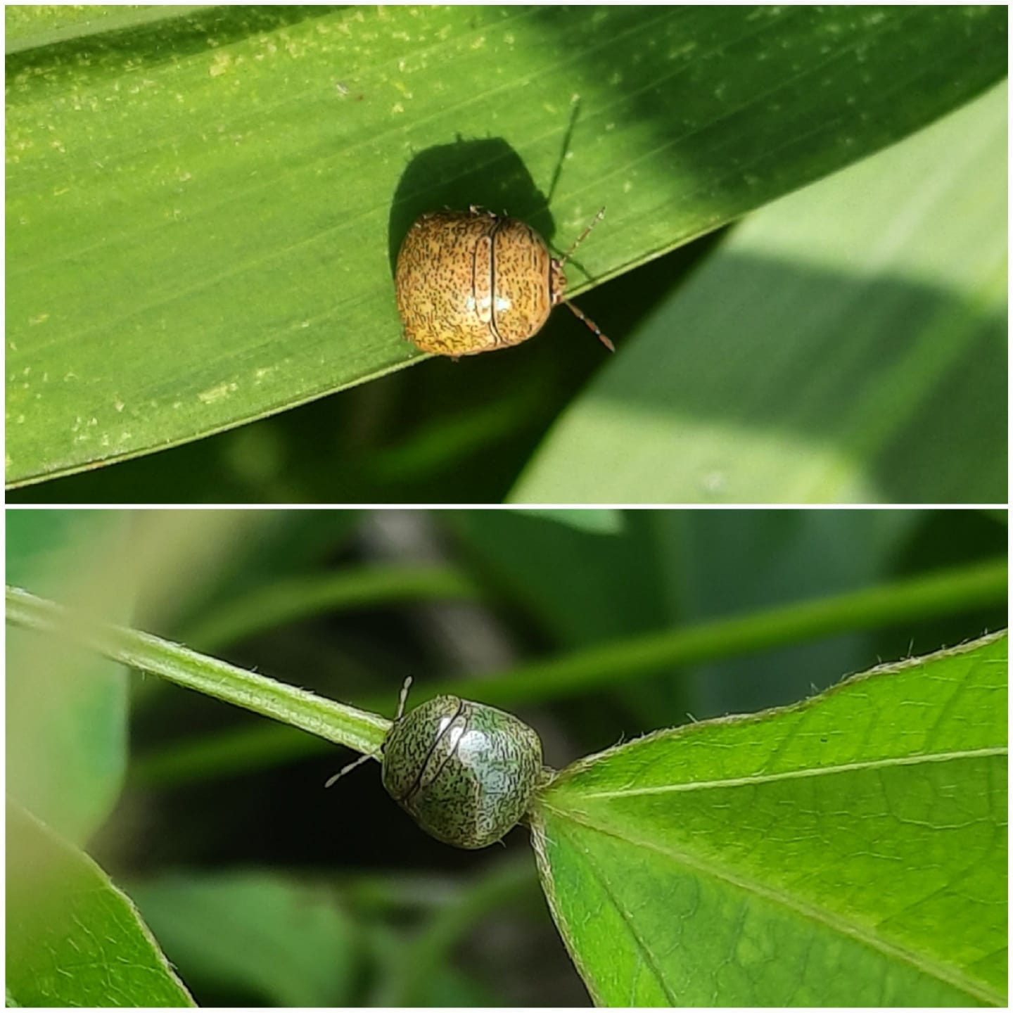 昆蟲世界 - Hong Kong Insects Zone | 細看花紋和顏色，又幾可愛啊