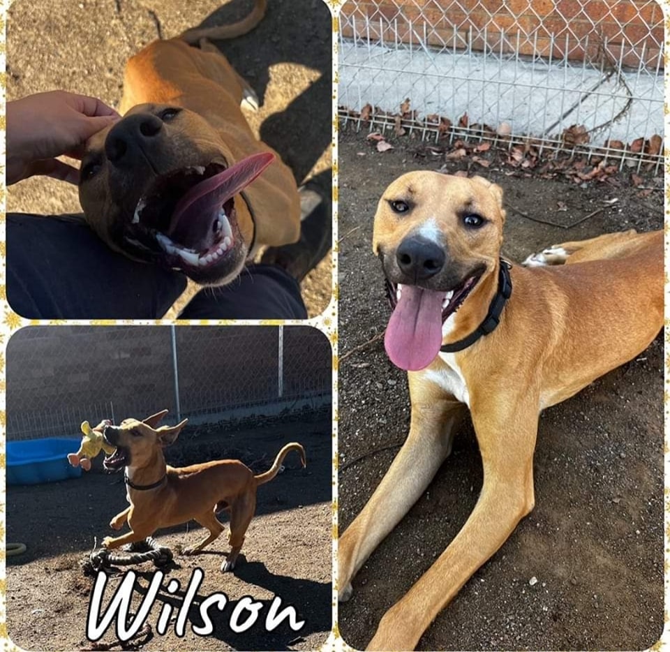 South East Queensland Animal Rescue - page 2 | Brisbane City QLD