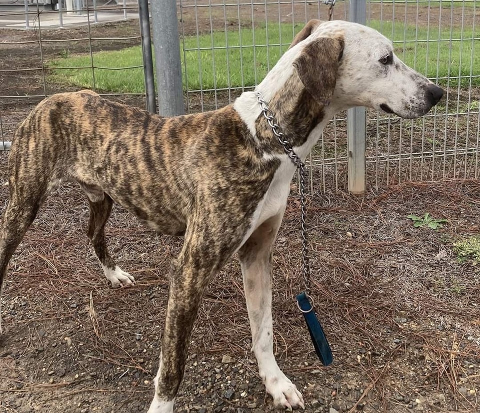 South East Queensland Animal Rescue - page 2 | Brisbane City QLD