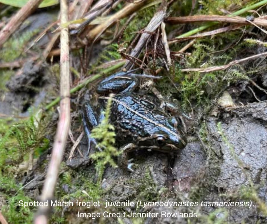🐸 FrogID Week is back! 🐸 From... - Devonport Events | Facebook