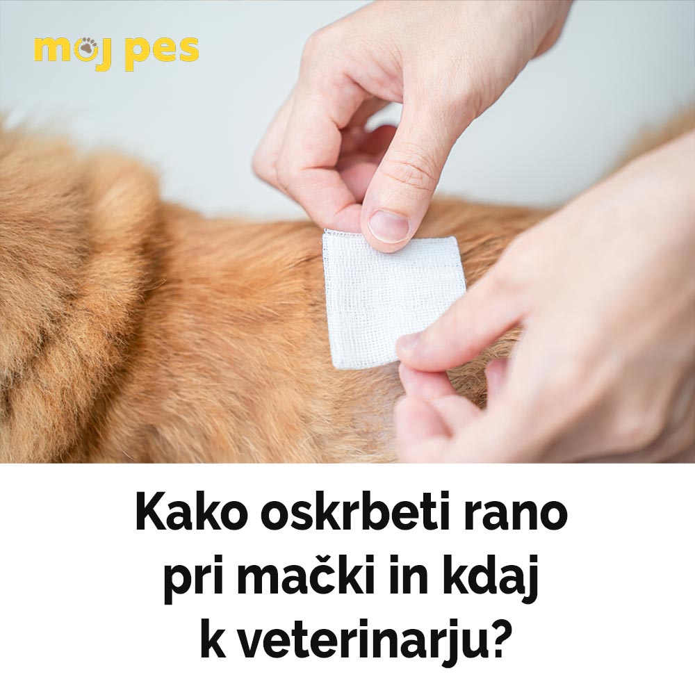 Moj - Vse o ranah pri mačkah: katere vrste ran so najpogostejše, kdaj ...