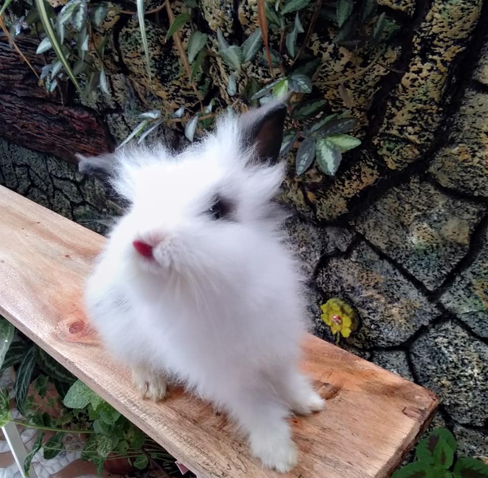 Lothlorien Rabbitry & Bunnies