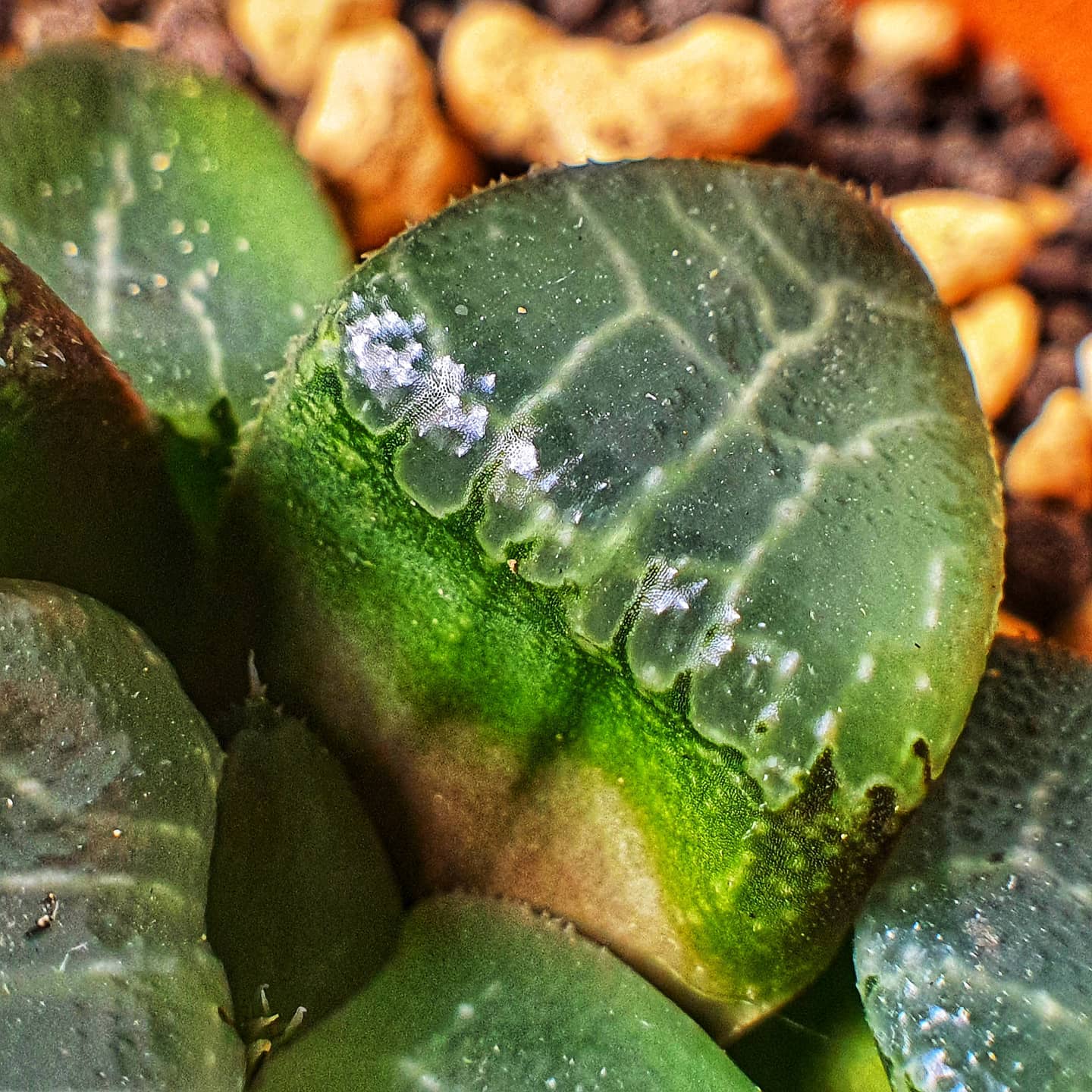 Today's Green - Some of the most popular Haworthias have...