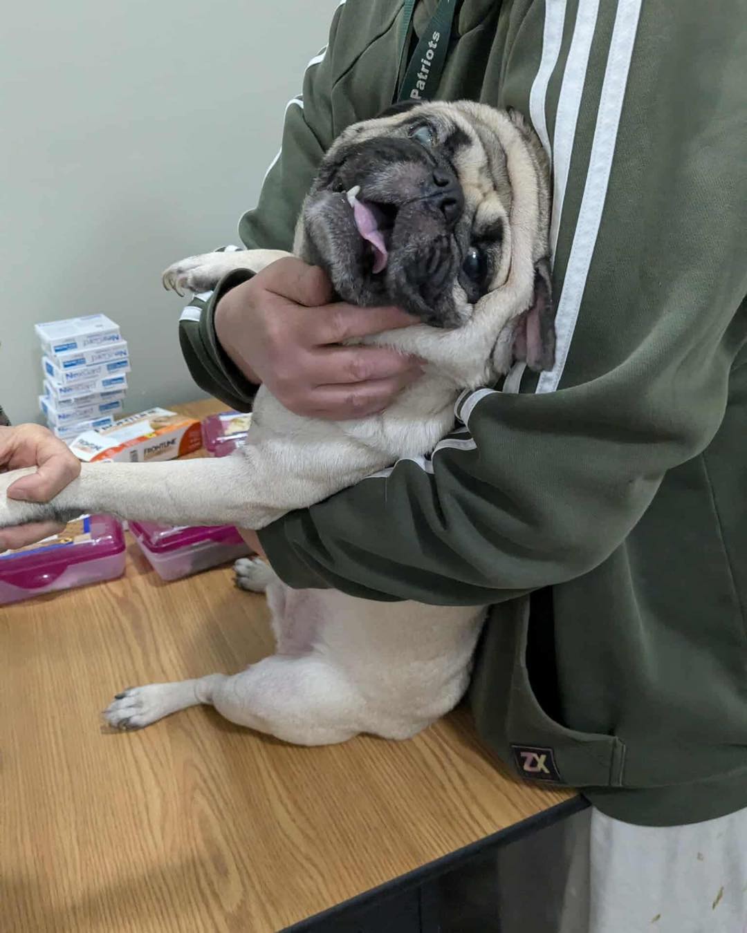   ブルドッグ Huntington Cabell - Huntington Cabell Wayne Animal Shelter
