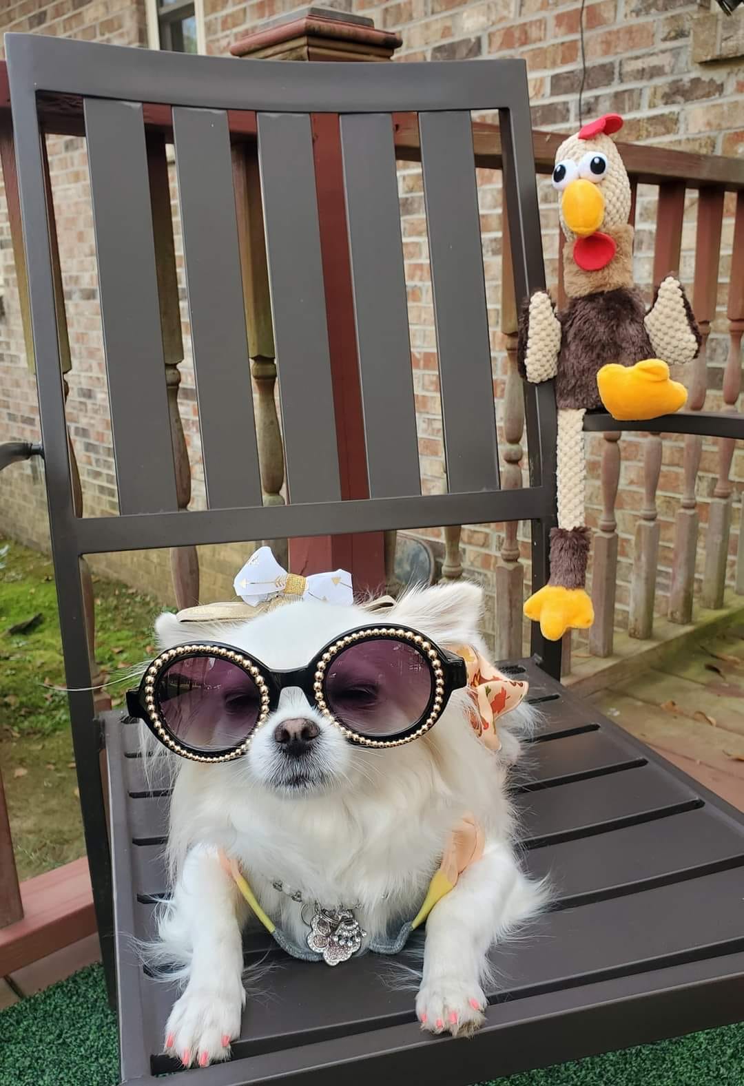 dogs dressed for thanksgiving Vehomy 2-Pack Dog Cat Dress Dogs Dressed Thanksgiving Stock Photos
