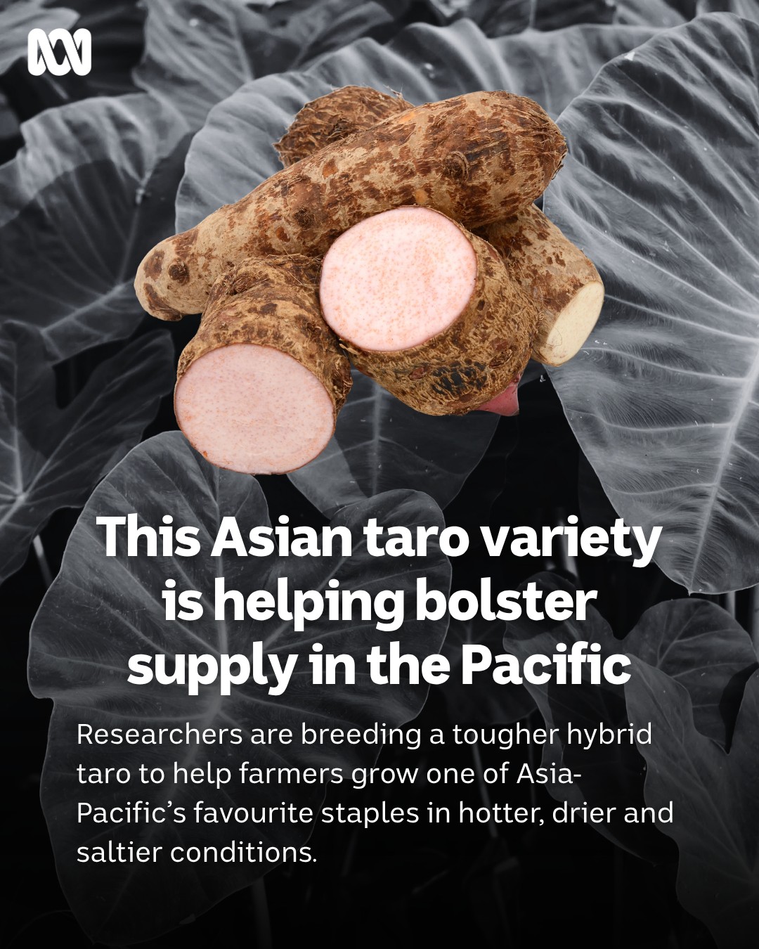 ダイエットフード taro22 One of the world's oldest cultivated crops is getting a climate