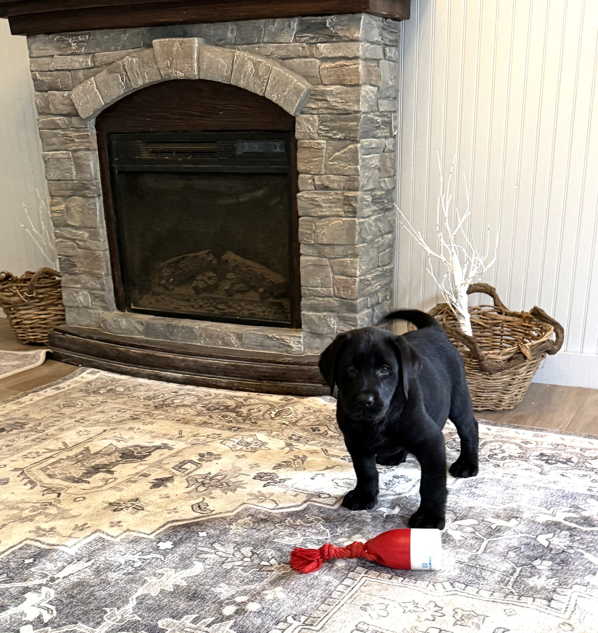 Blue Ridge Lane... - Blue Ridge Lane Labrador Retrievers