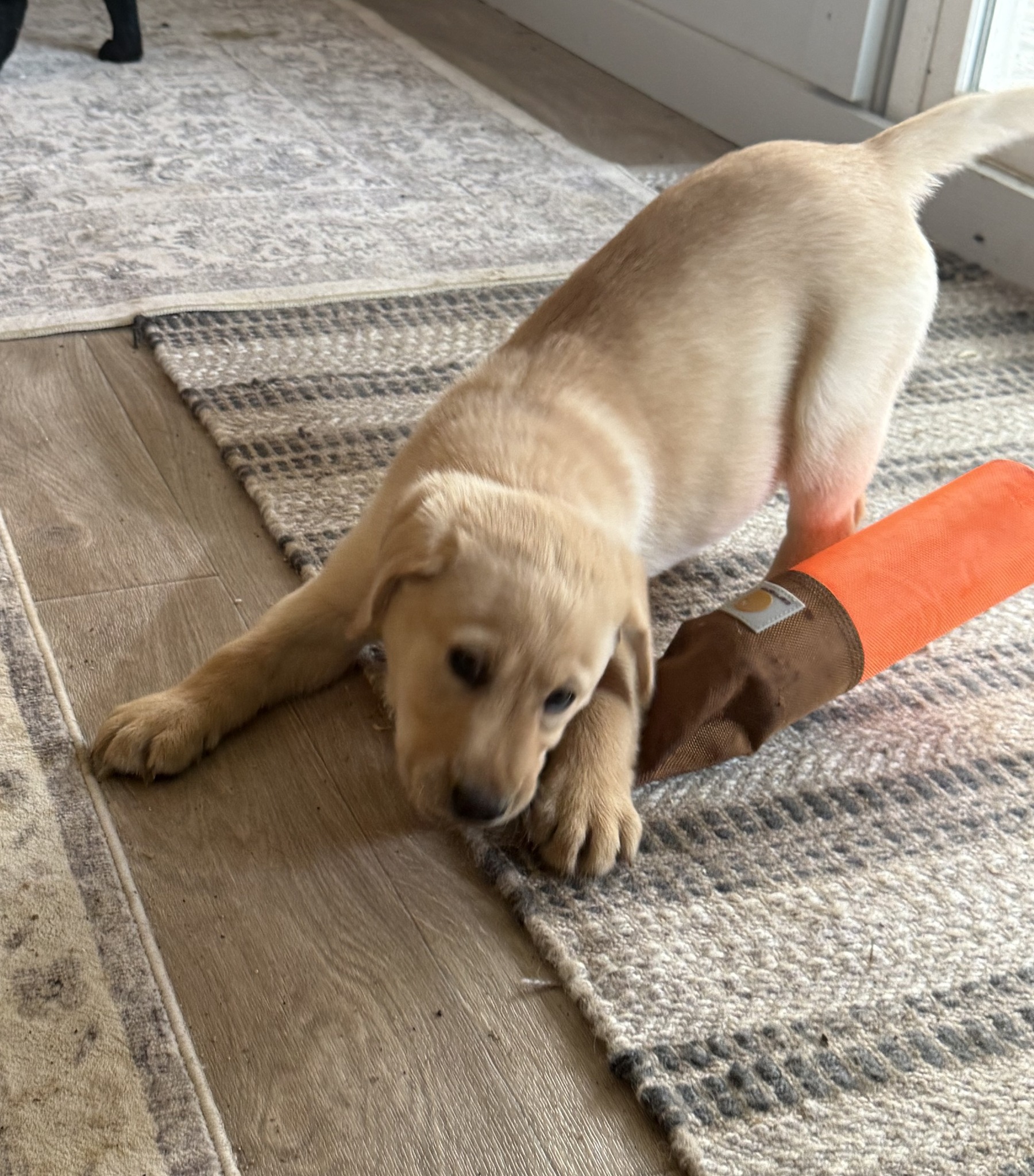 Blue Ridge Lane... - Blue Ridge Lane Labrador Retrievers