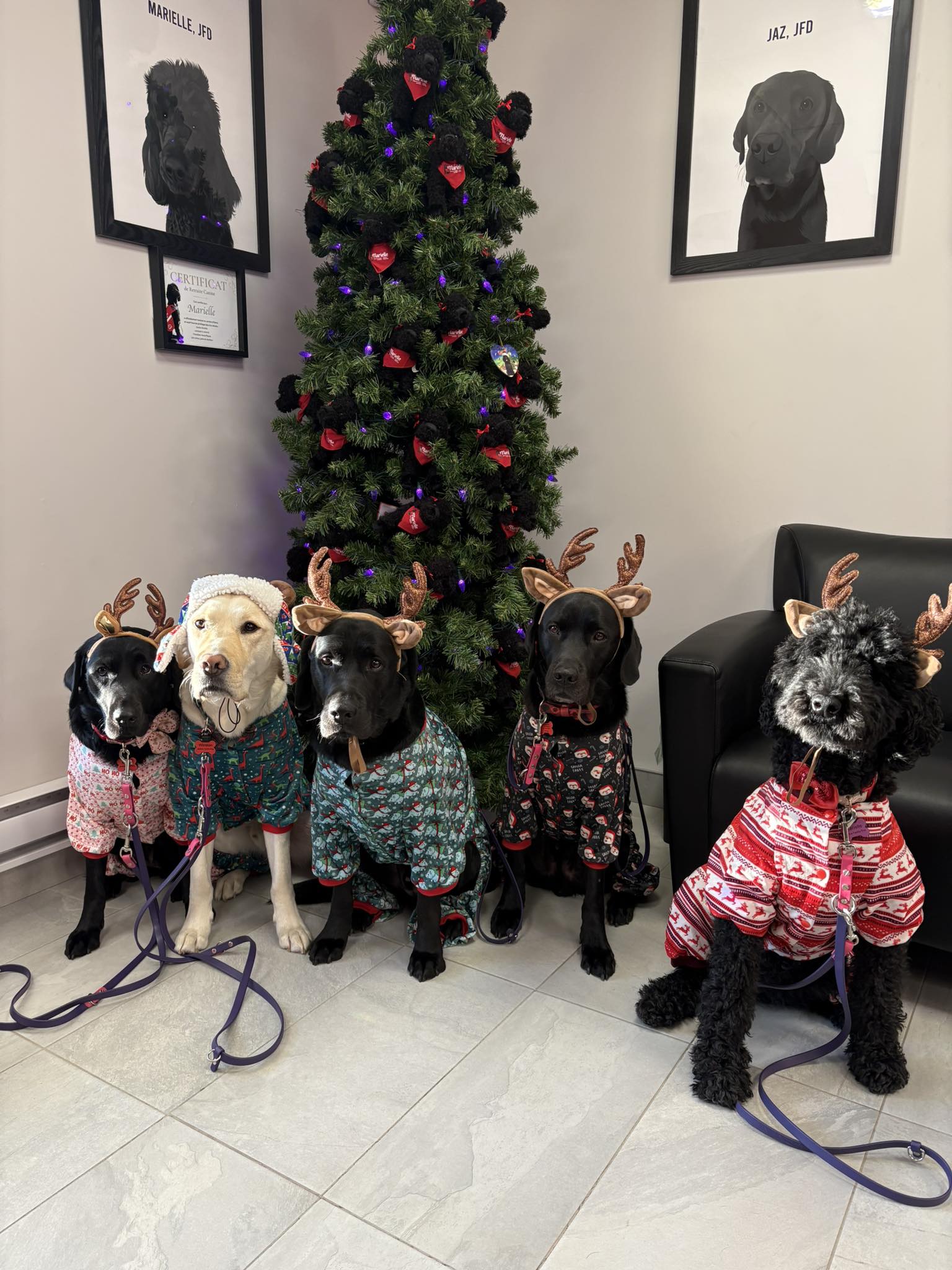 Justice Facility Dogs NB