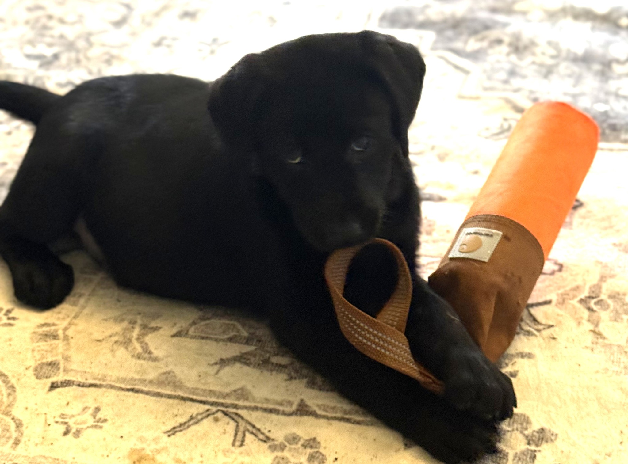 Blue Ridge Lane... - Blue Ridge Lane Labrador Retrievers
