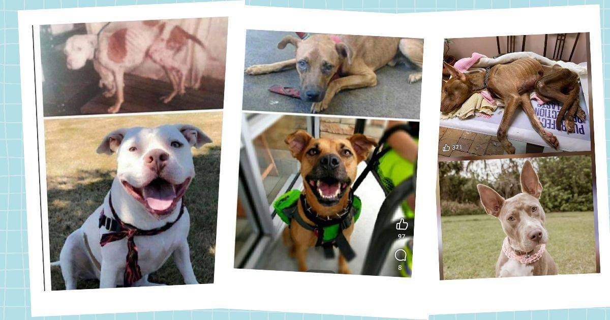 🚨 This... - Orlando, FL - Lost Dogs, Cats & Pets - PawBoost | Facebook
