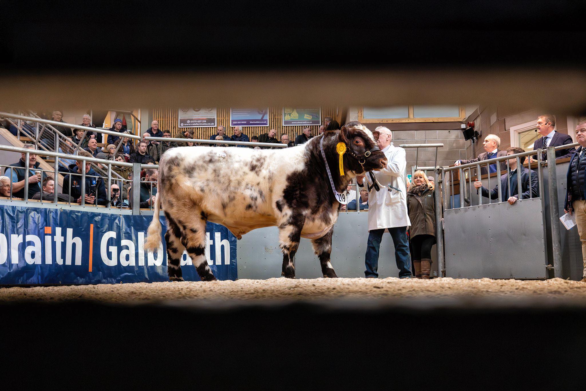 The Sheep - Als took this shot from under the gate at the bull sales ...