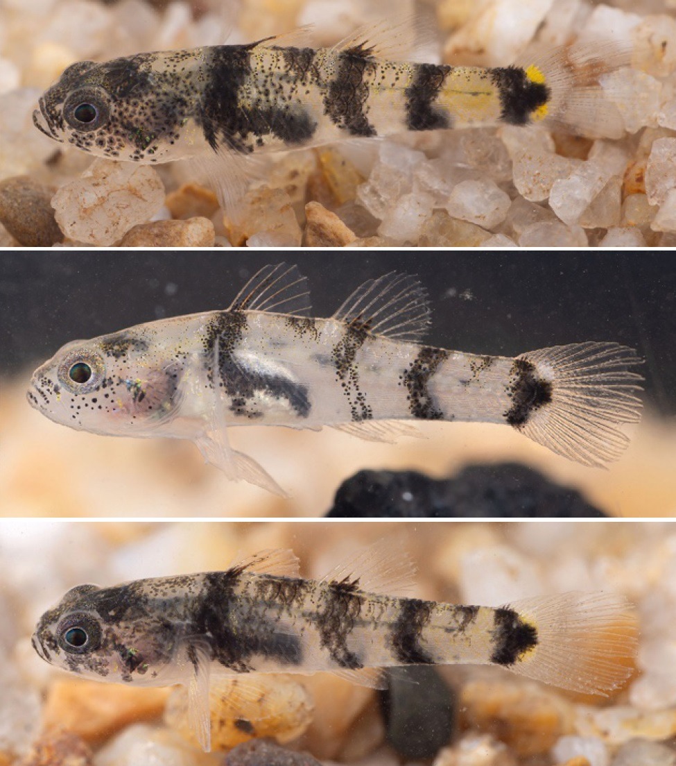 Novataxa - 🔓🐟 #novataxa #China #fish #Biodiversity • 2024