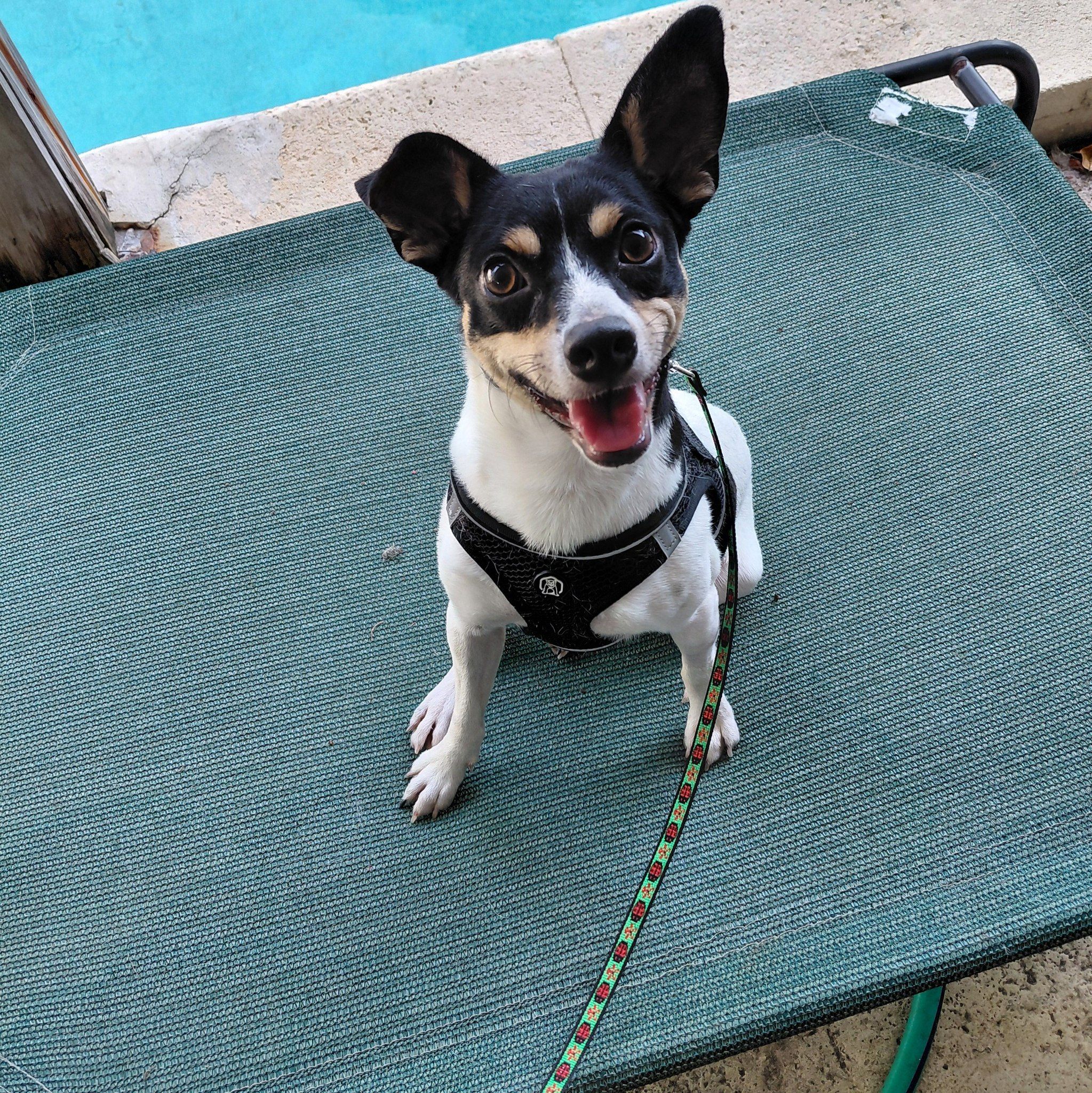 Ratbone Miami - Timmy is a gorgeous 7 month old rattie... | Facebook