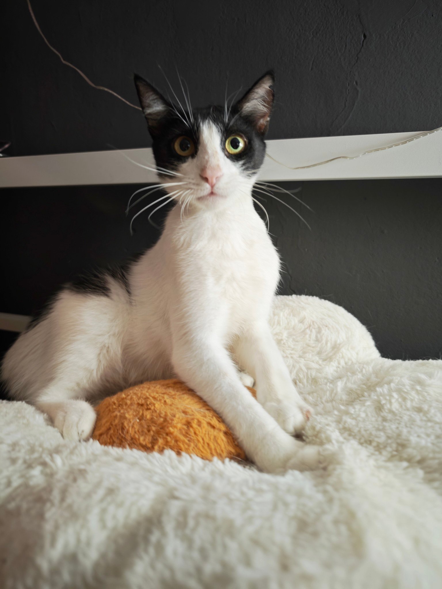 43 NAME SIRENA AGE 01 07 2023 SEX FEMALE MICROCHIP  